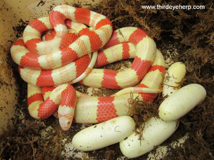 Albino Honduran Milk Snake